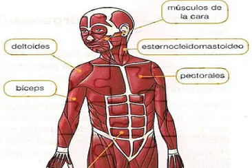 פאזל של SISTEMA MUSCULAR