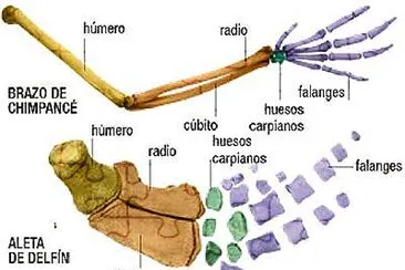 Órganos homólogos y análogos