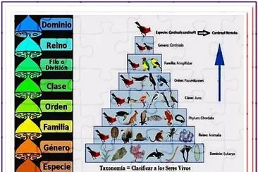 Taxonomía jigsaw puzzle