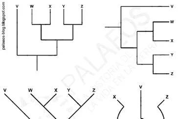 cladogramas