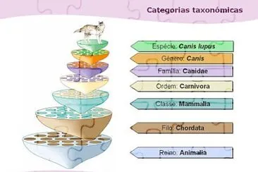 taxonomicas