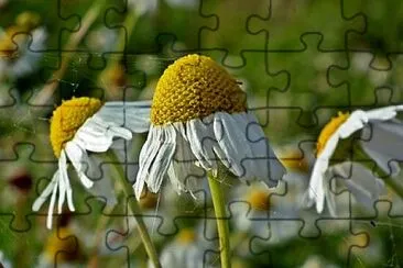 Toy jigsaw puzzle