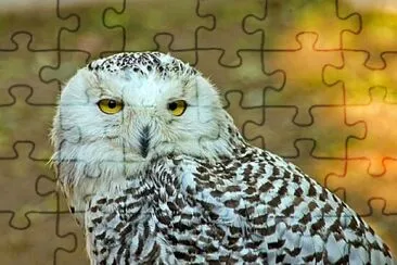 Toy jigsaw puzzle