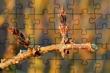 Toy jigsaw puzzle