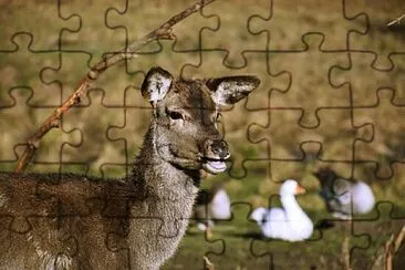 Toy jigsaw puzzle