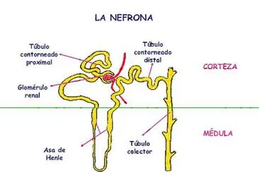 circulación renal