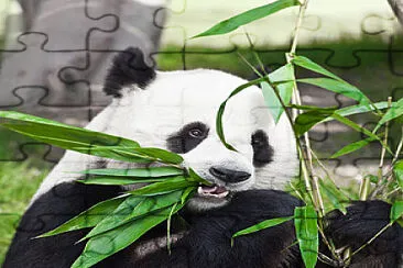 oso panda