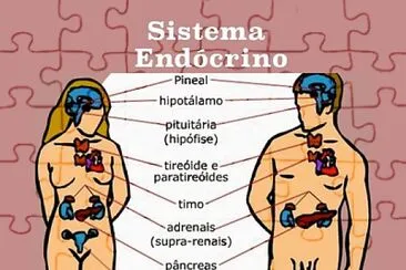 פאזל של SISTEMA ENDOCRINO 8ºC