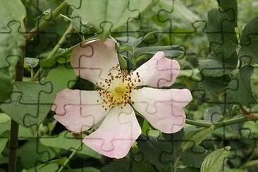 rosa canina