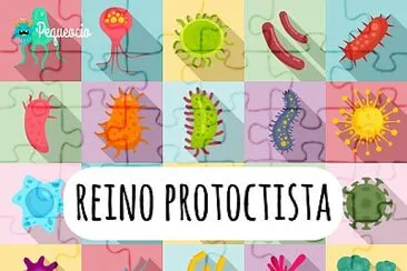 פאזל של Reino Protoctista