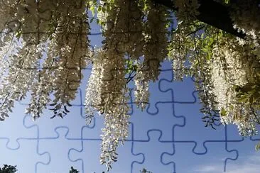 wisteria alba jigsaw puzzle