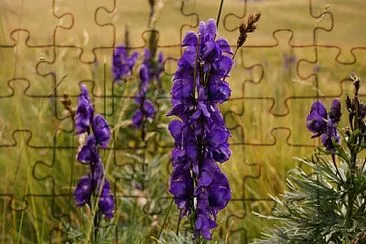 flori jigsaw puzzle