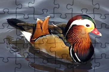 Pato jigsaw puzzle