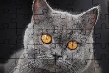 פאזל של Un puzzle cu o pisica pentru copii