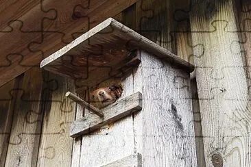 פאזל של Squirrel in Birdhouse.