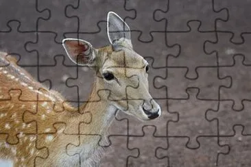 Toy jigsaw puzzle