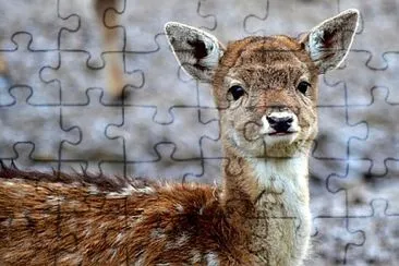 Toy jigsaw puzzle