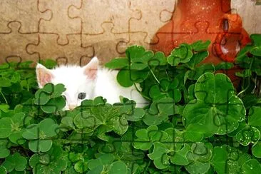 Mi gatito Dumas en Tréboles jigsaw puzzle