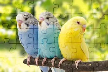 AVES jigsaw puzzle