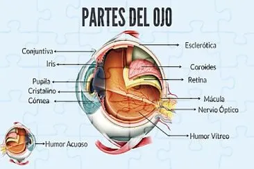 Partes del ojo jigsaw puzzle