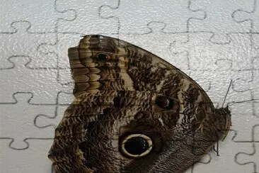 Borboleta jigsaw puzzle