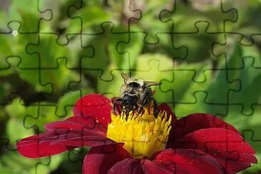 Foto jigsaw puzzle