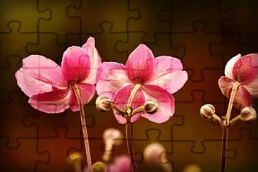 Foto jigsaw puzzle