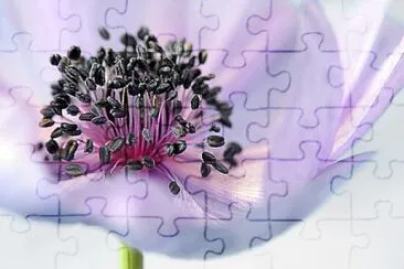 Foto jigsaw puzzle