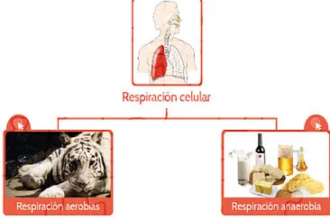 Arma el rompecabezas