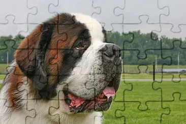 Perro Sanbernardo jigsaw puzzle