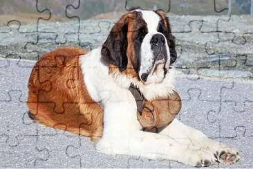 Perro Sanbernardo de Rescate jigsaw puzzle