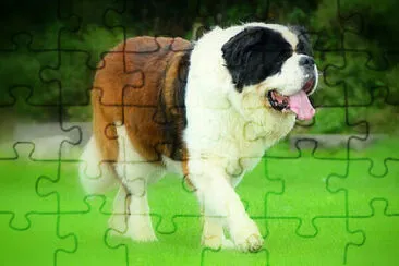 Perro Sanbernardo 01 jigsaw puzzle