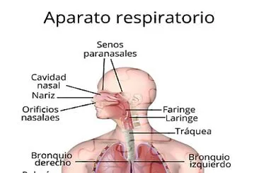 Sistema Respiratorio