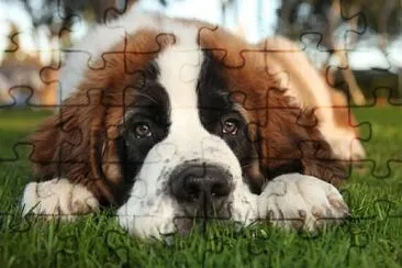 Perro Sanbernardo 06 jigsaw puzzle