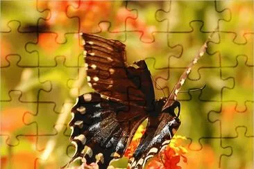 My Photos jigsaw puzzle