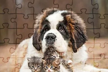 Perro Sanbernardo 05 jigsaw puzzle