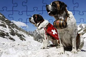 Perro Sanbernardo 10 jigsaw puzzle