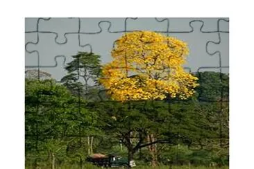 Araguaney jigsaw puzzle