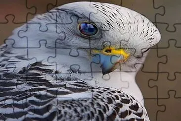 Aves jigsaw puzzle