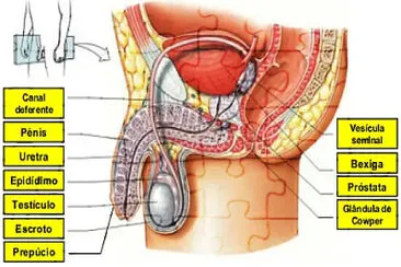 Aparelho reprodutor masculino