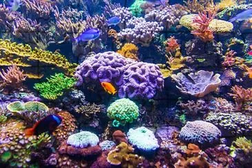 Coral Reef underwater jigsaw puzzle