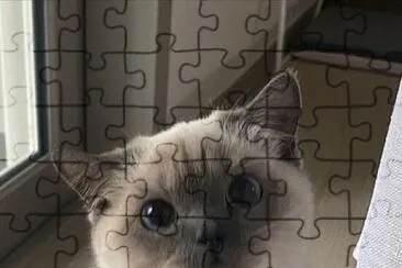 gatinho fofo jigsaw puzzle