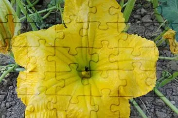 FLOWERS jigsaw puzzle