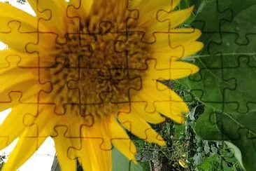 sunflower jigsaw puzzle