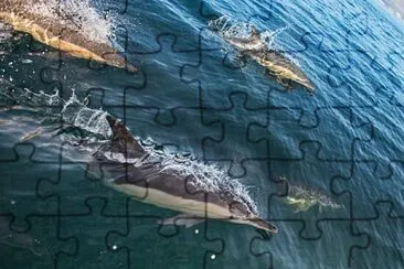 Animais aquáticos jigsaw puzzle