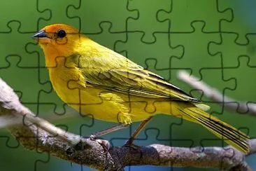 Toy jigsaw puzzle