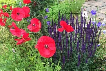 Poppies against purple jigsaw puzzle