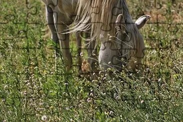 פאזל של cheval pré