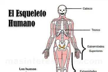 Arma el rompecabezas