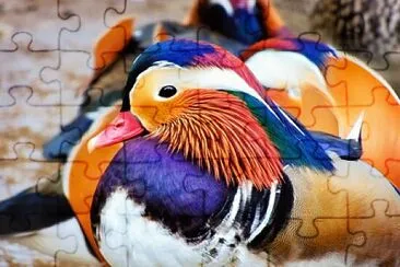 פאזל של Mandarin Duck